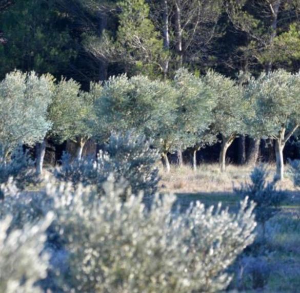 Les Cabanons Sainte Victoire Hotel Екстериор снимка